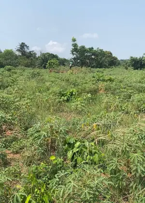 E.R, Akuapim District (Adukrom) _ 36 Plots (6+ Acres) Mountain Land