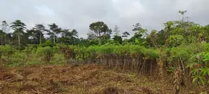 Central Region, Swedru (Kwesi Moko) _ 3 Plots Building Land