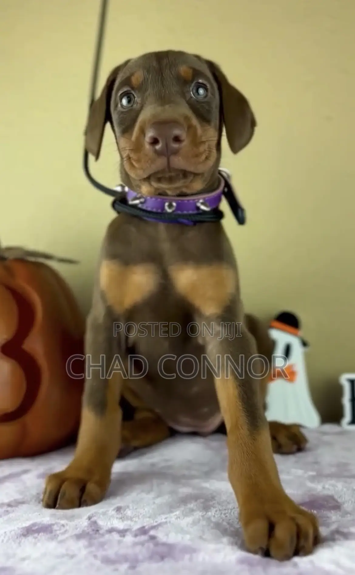 1-3 months Male Purebred Doberman Pinscher