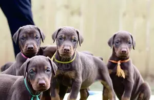 1-3 months Female Purebred Doberman Pinscher