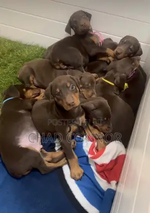 1-3 months Female Purebred Doberman Pinscher