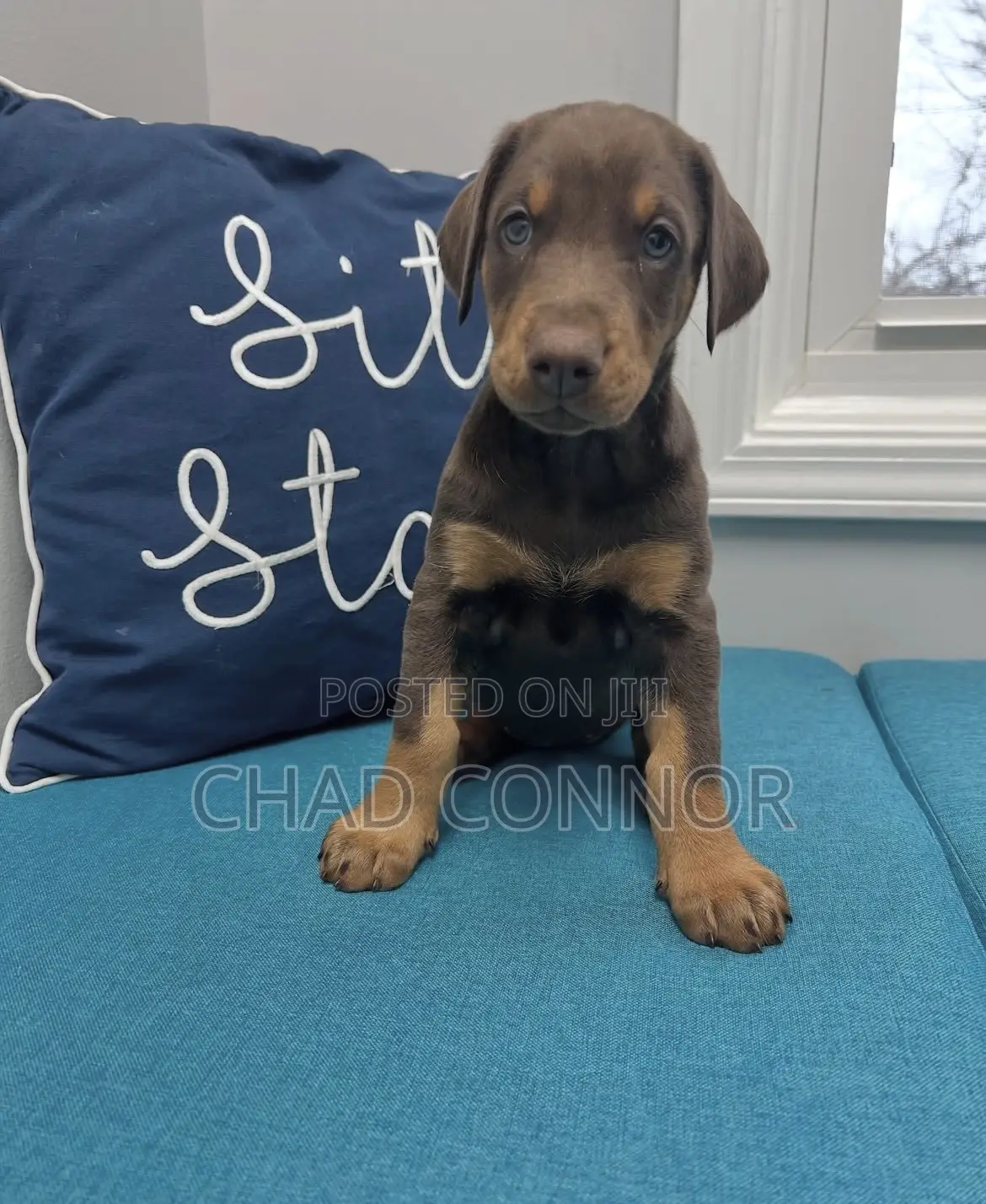 1-3 months Female Purebred Doberman Pinscher