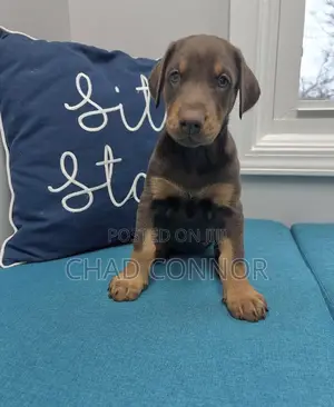 1-3 months Female Purebred Doberman Pinscher