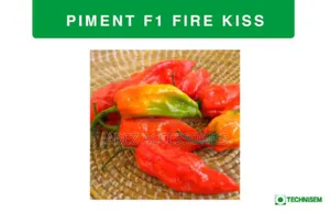 Hot Pepper Fire Kiss F1 Seed