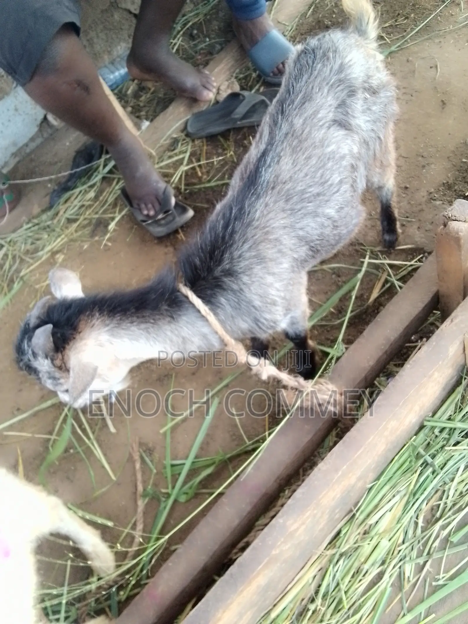 Nice Mixes Breed Goat