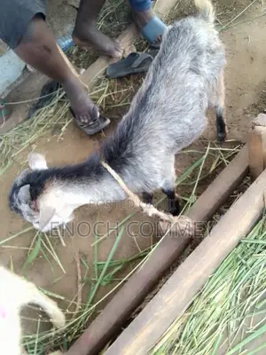 Nice Mixes Breed Goat
