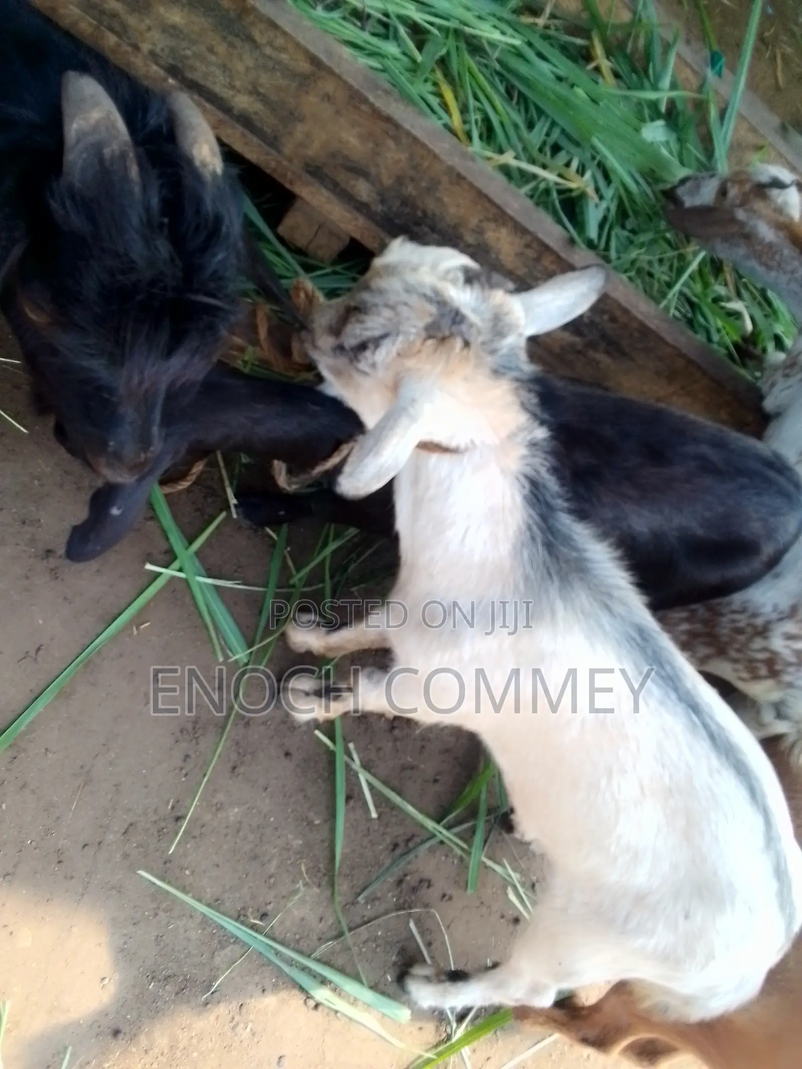 Nice Mixes Breed Goat