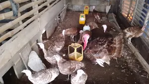 Bourbon Red Turkeys