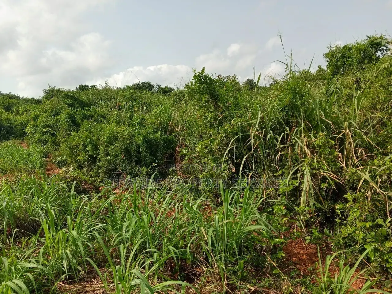 Farmlands at Winneba Simibrofo for Sale