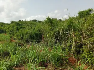 Farmlands at Winneba Simibrofo for Sale