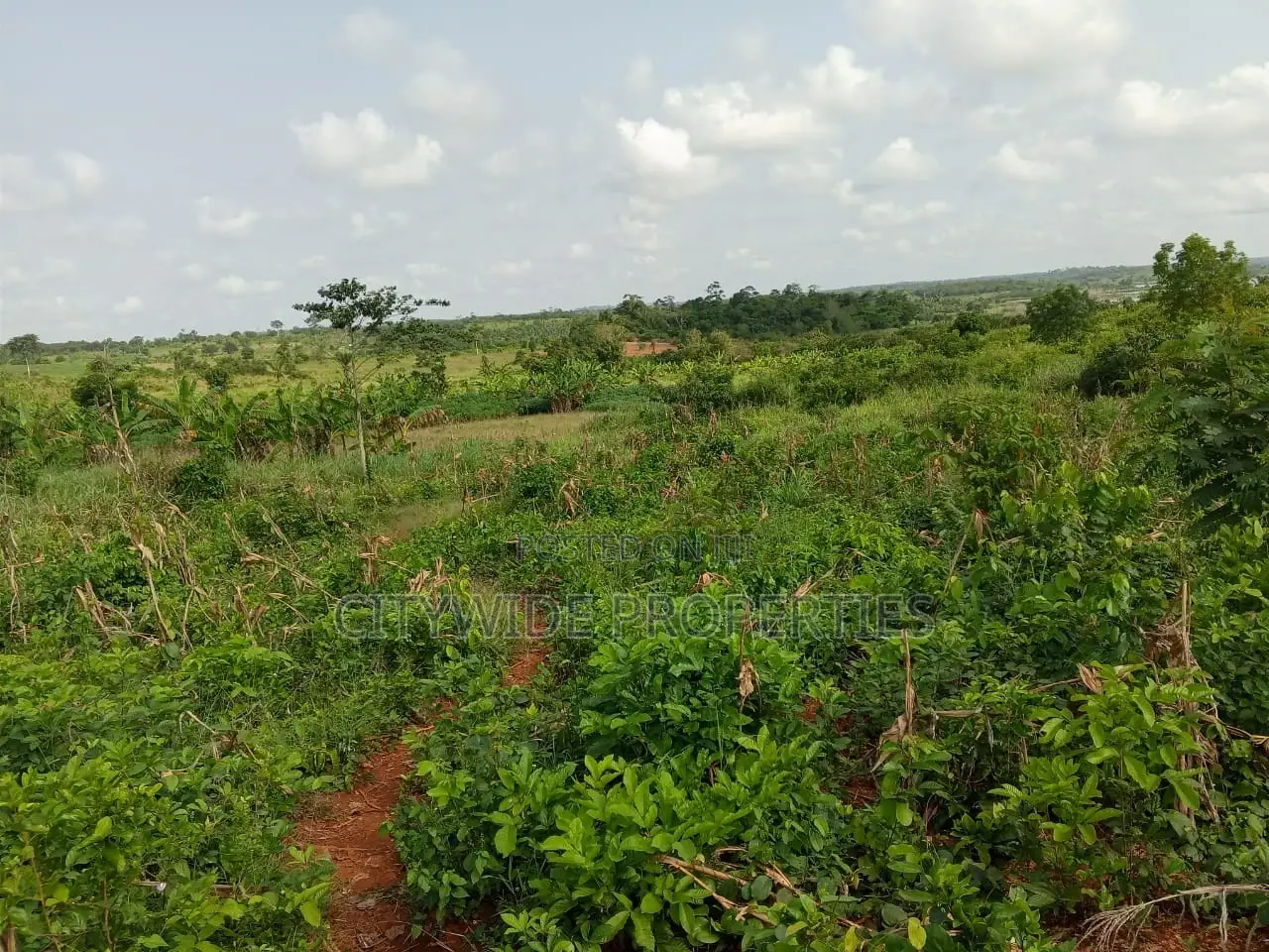 Farmlands For Sale At Winneba Simibrofo