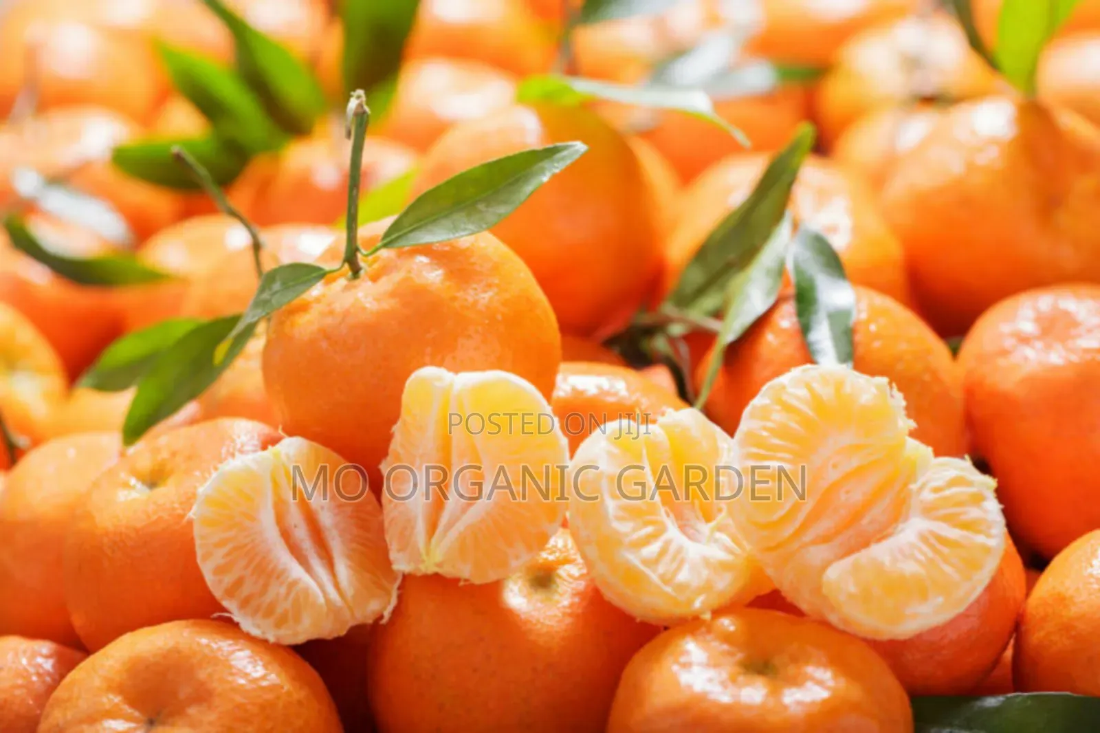 Mandarin Plant Seedling