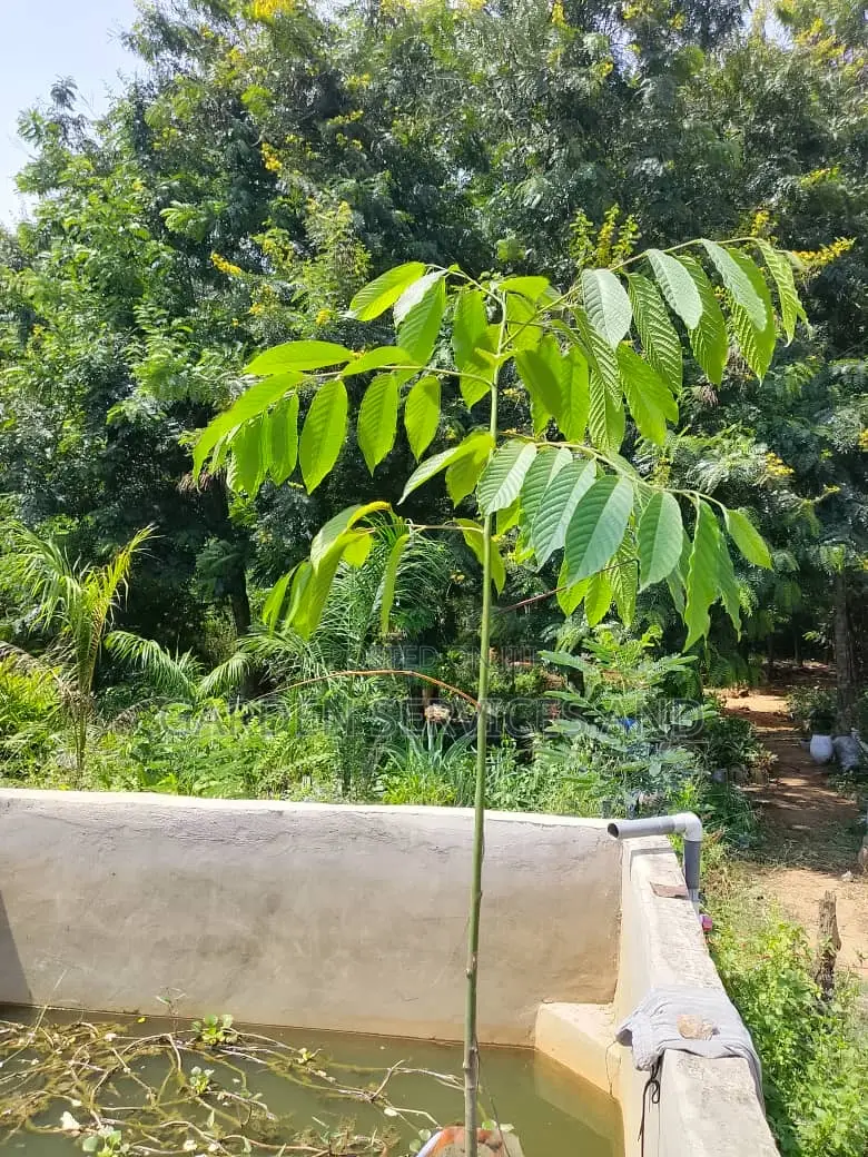 Lavender Tree (Dracontomelon Dao or Vietnamese Almond ).