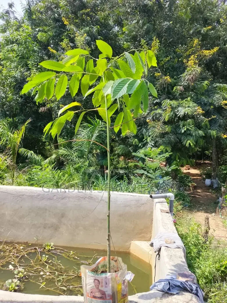 Lavender Tree (Dracontomelon Dao or Vietnamese Almond ).