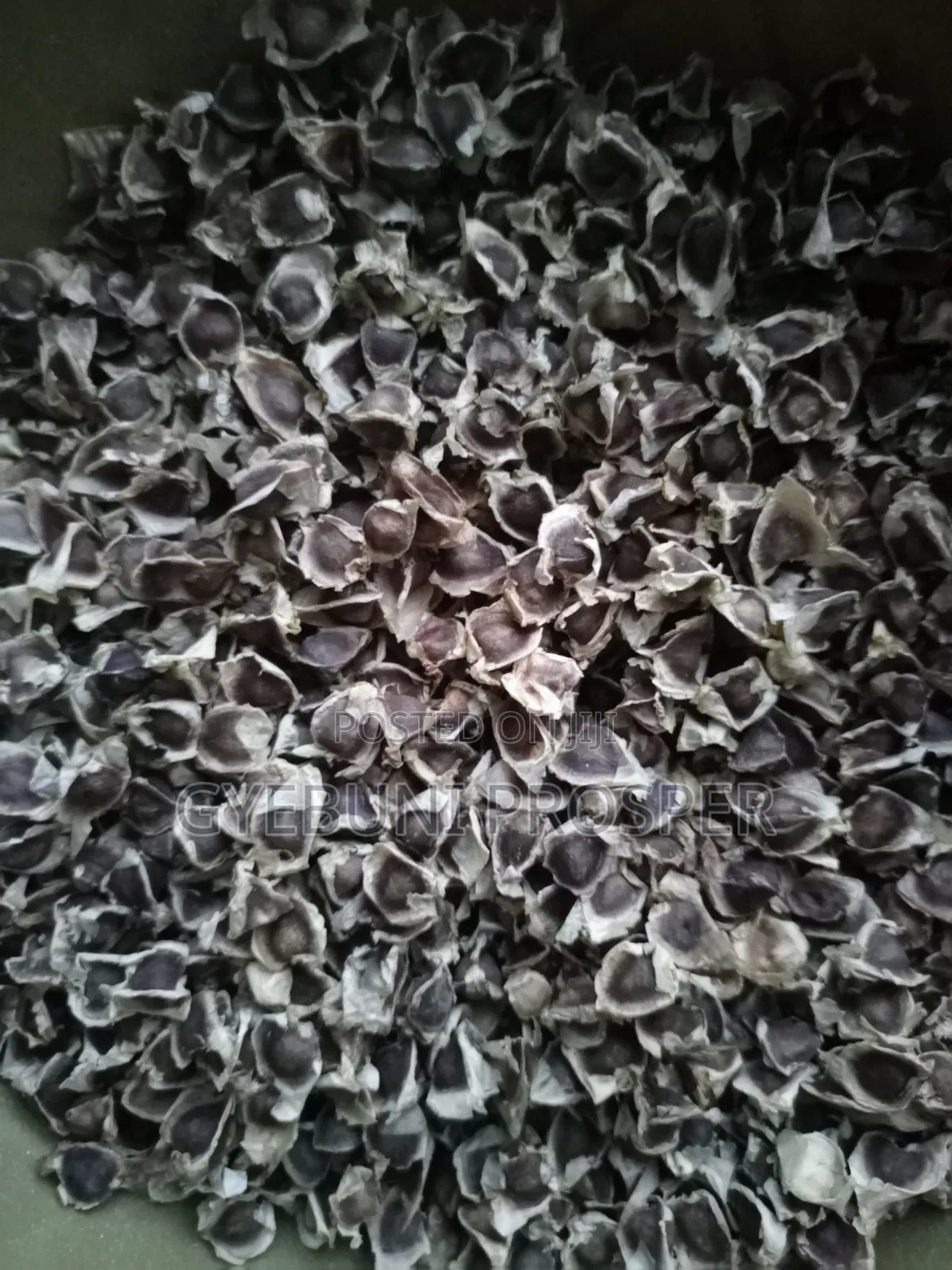 Moringa Seeds