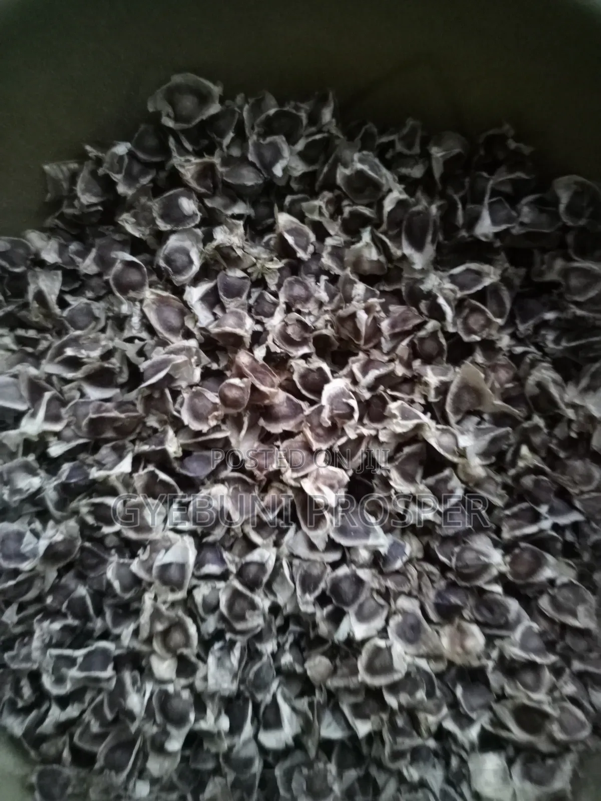 Moringa Seeds