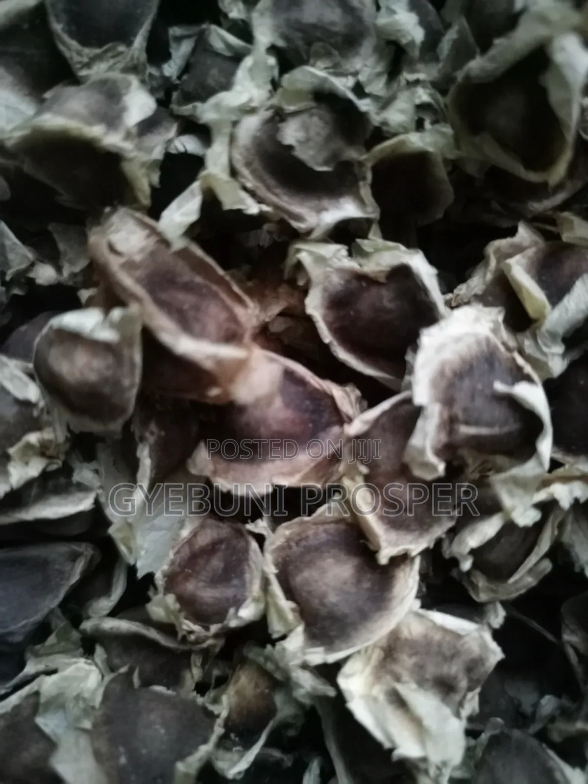 Moringa Seeds