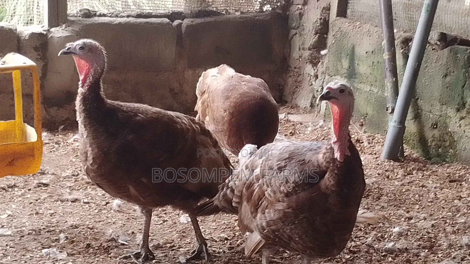 Bourbon Red Turkeys