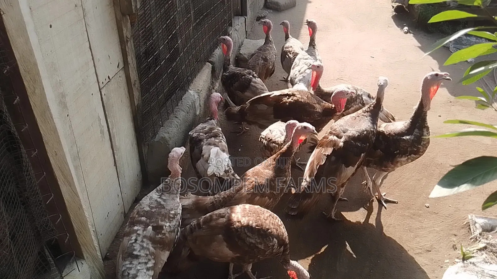 Bourbon Red Turkeys