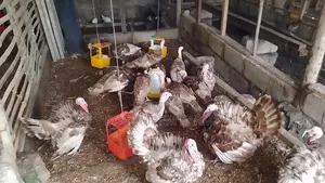 Bourbon Red Turkeys