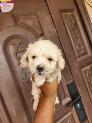 1-3 months Female Purebred Poodle