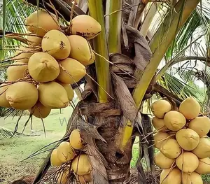 Goldcoast Coconut Seedlings