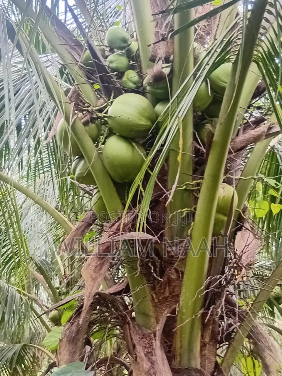 Goldcoast Coconut Seedlings