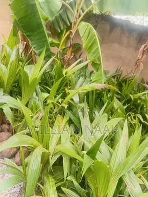 Goldcoast Coconut Seedlings