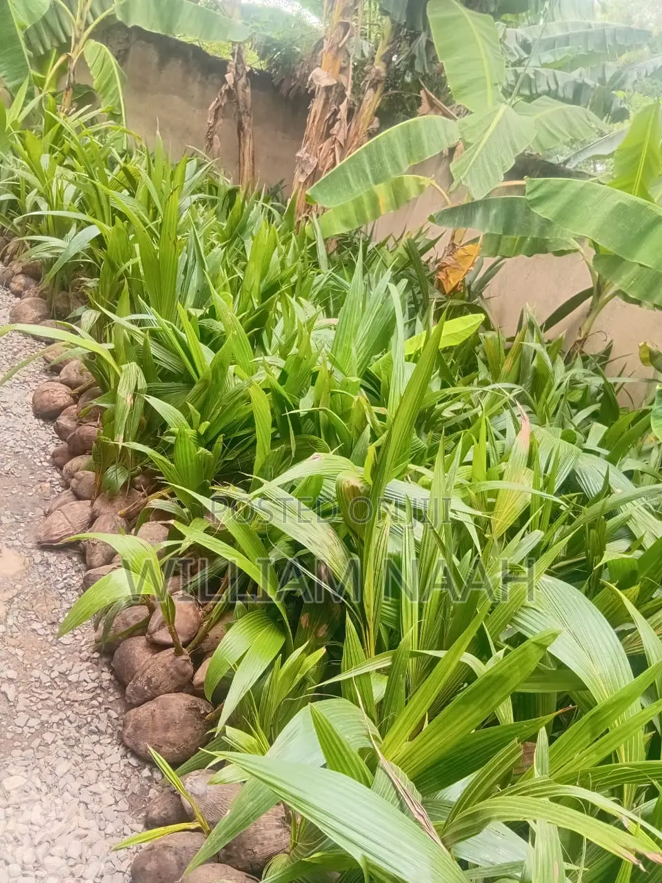 Goldcoast Coconut Seedlings