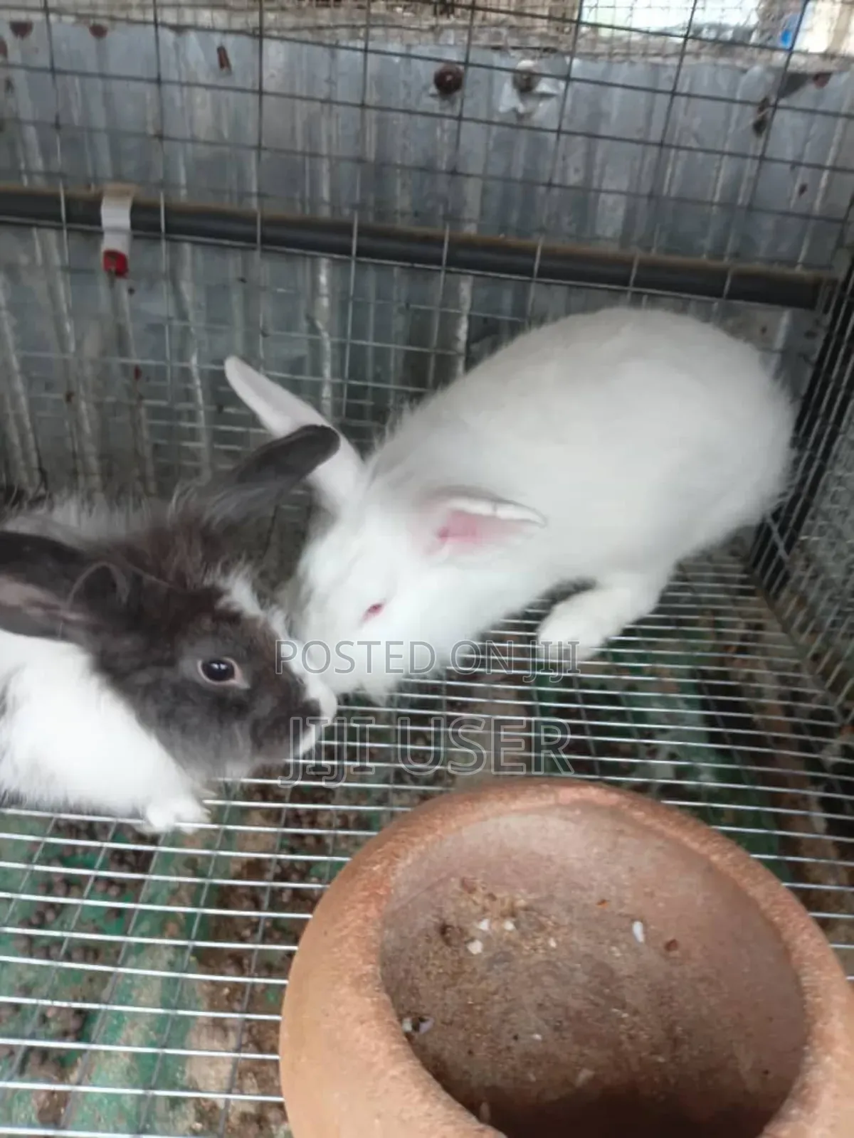 Best Rabbits