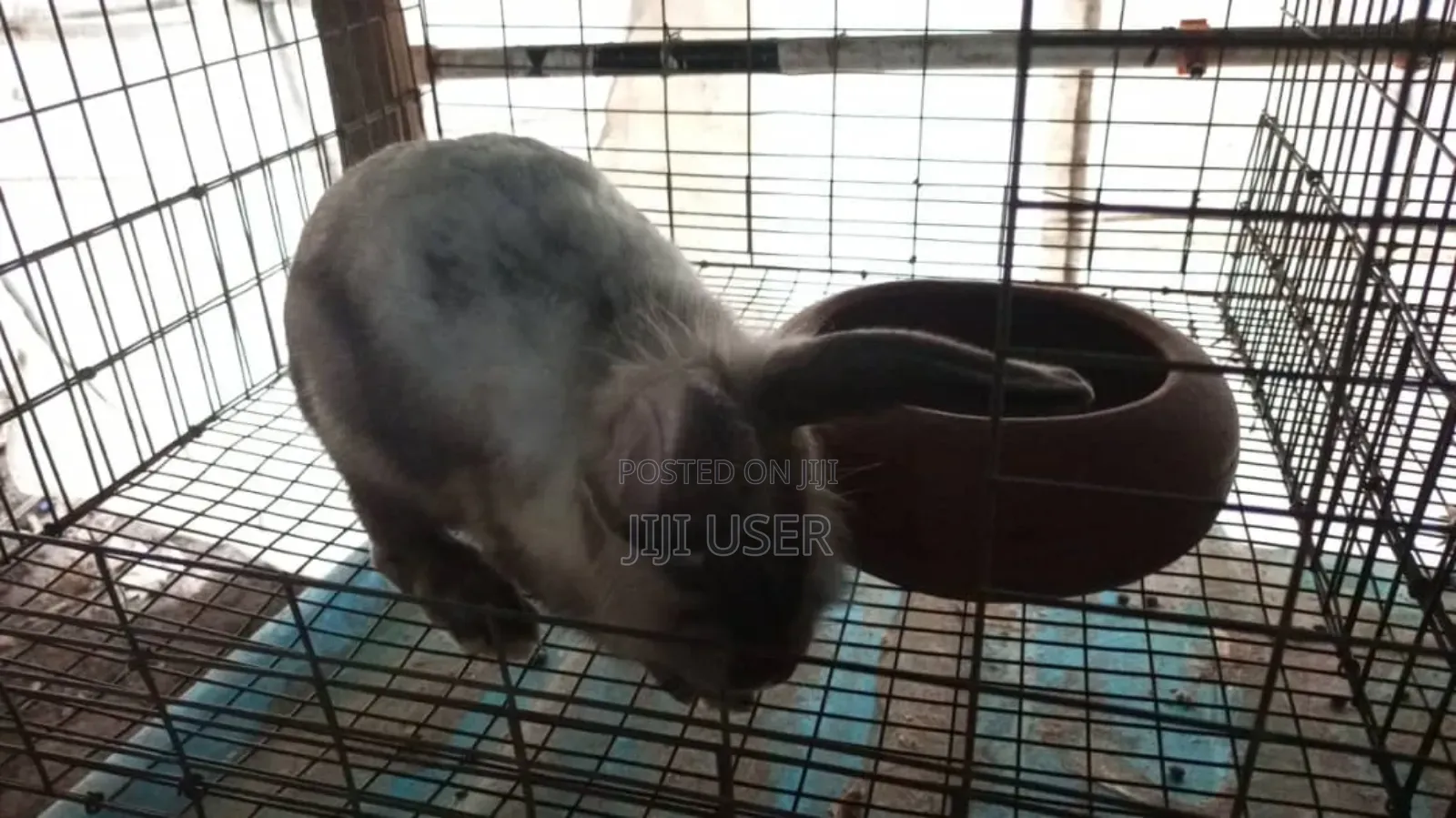 Best Rabbits