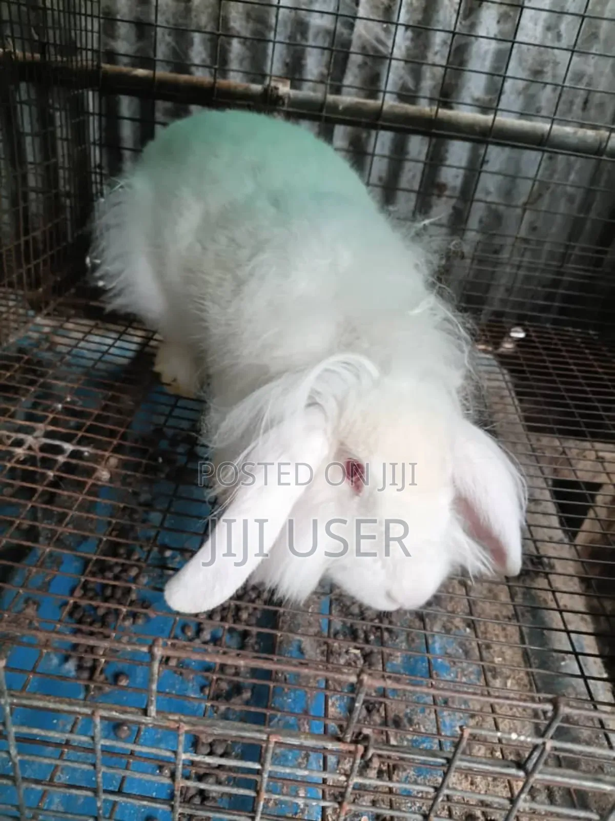 Best Rabbits
