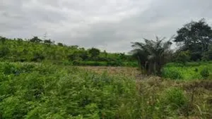 3 Acres of Land for Sale Behind Ekumfi Juice Factory Mankesim Road