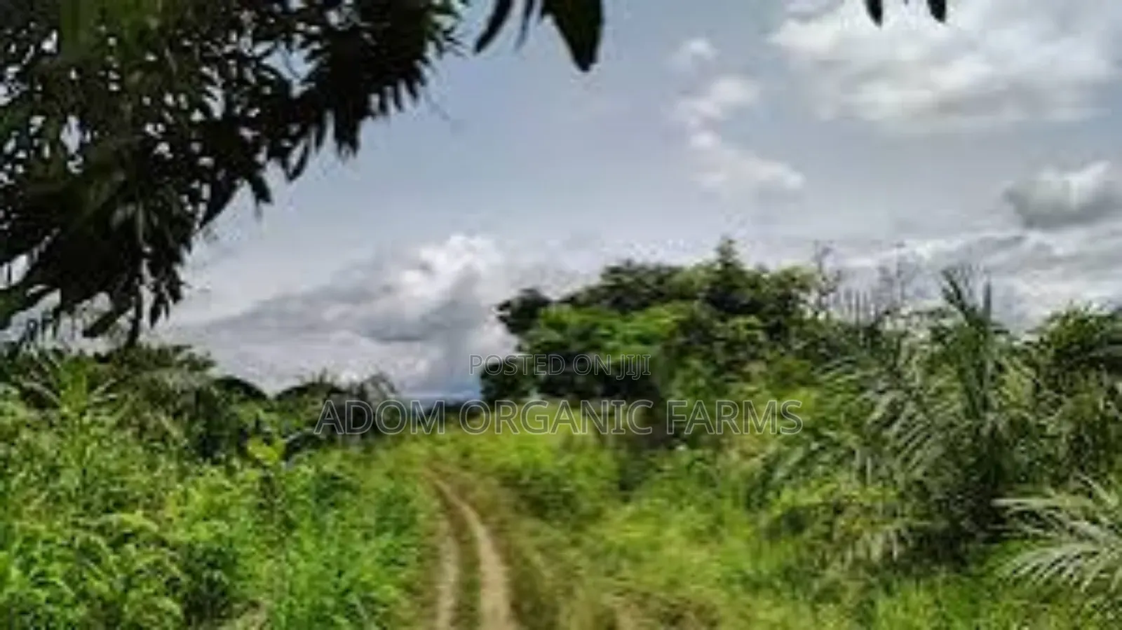 3 Acres of Land for Sale Behind Ekumfi Juice Factory Mankesim Road