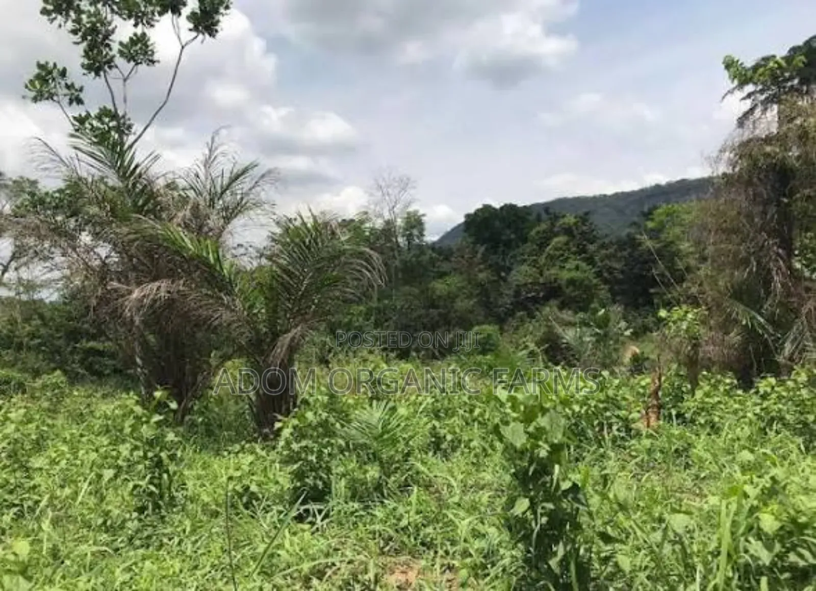 3 Acres of Land for Sale Behind Ekumfi Juice Factory Mankesim Road