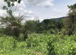 3 Acres of Land for Sale Behind Ekumfi Juice Factory Mankesim Road