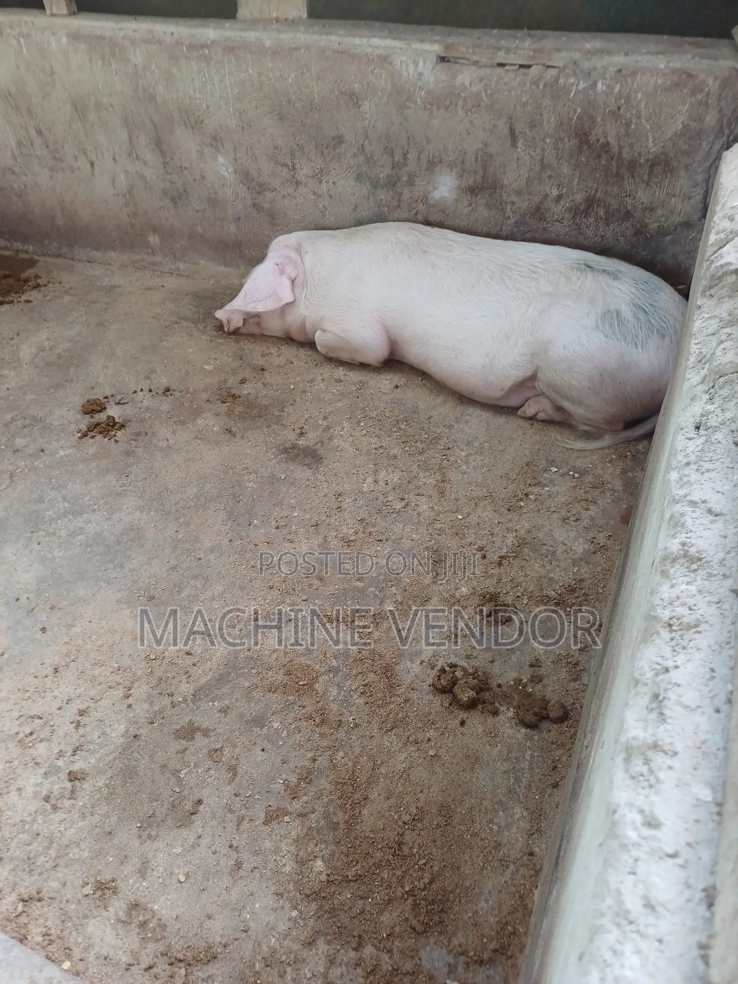 Pigs for Sale