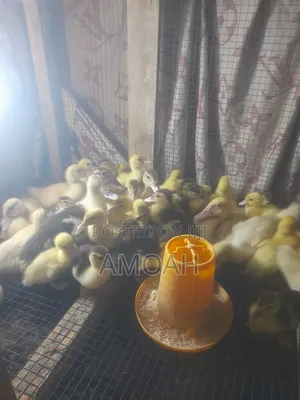 4 Weeks Muscovy Ducklings