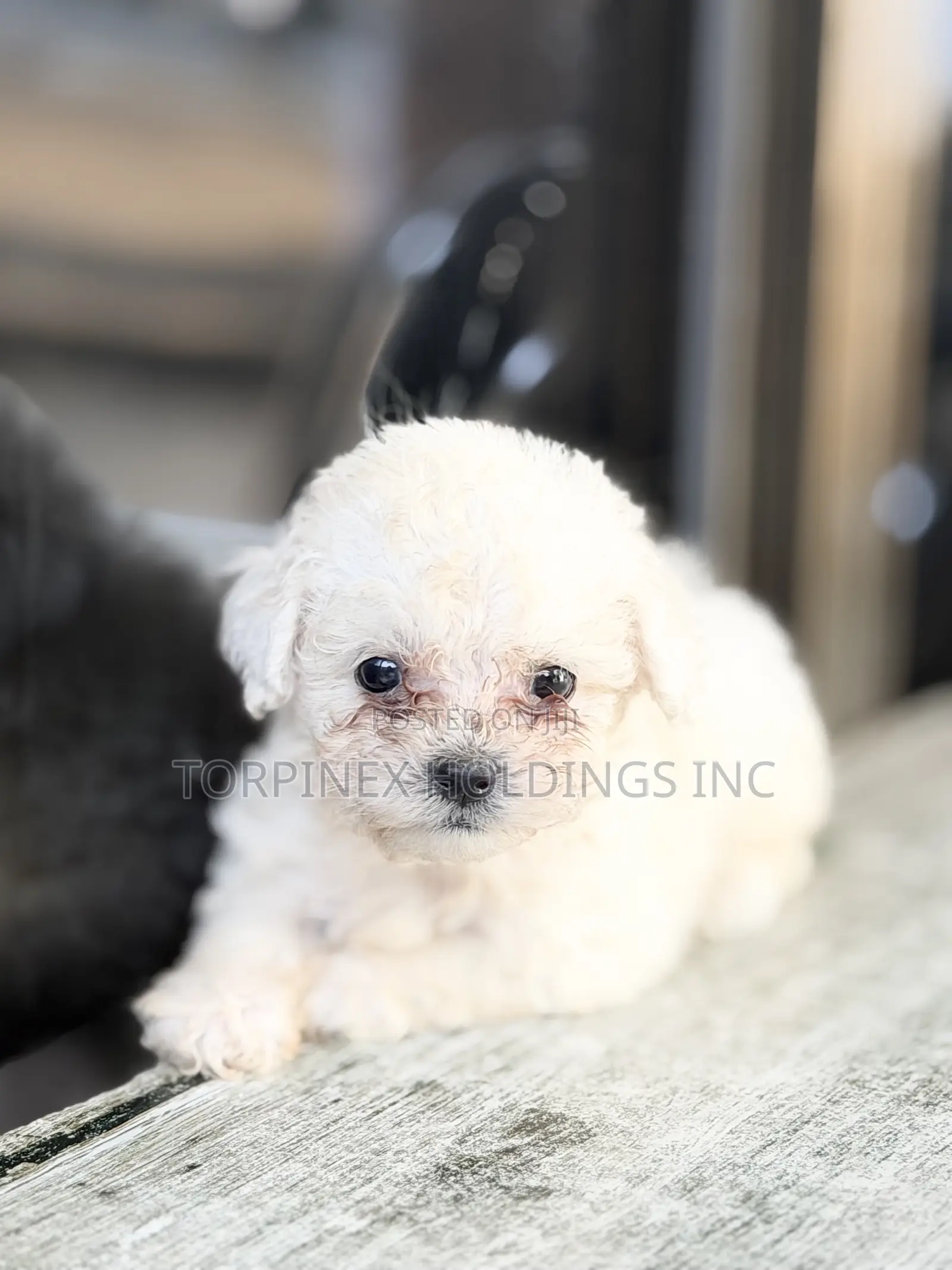 1-3 months Female Purebred Poodle