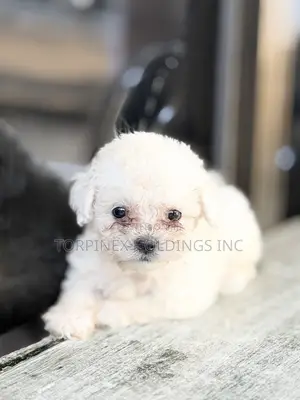 1-3 months Female Purebred Poodle