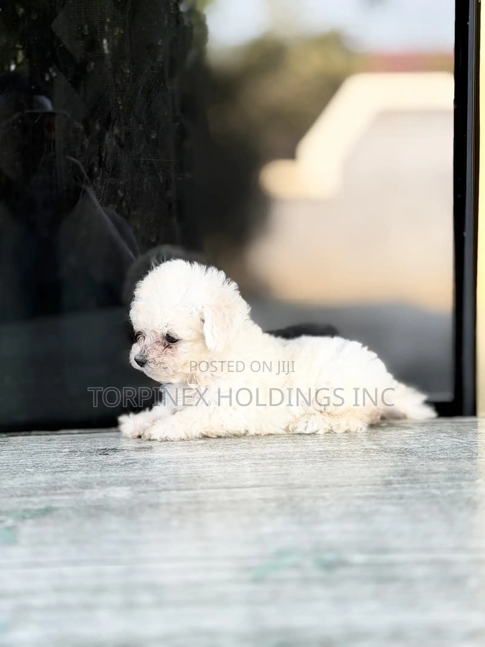 1-3 months Female Purebred Poodle