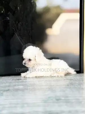 1-3 months Female Purebred Poodle