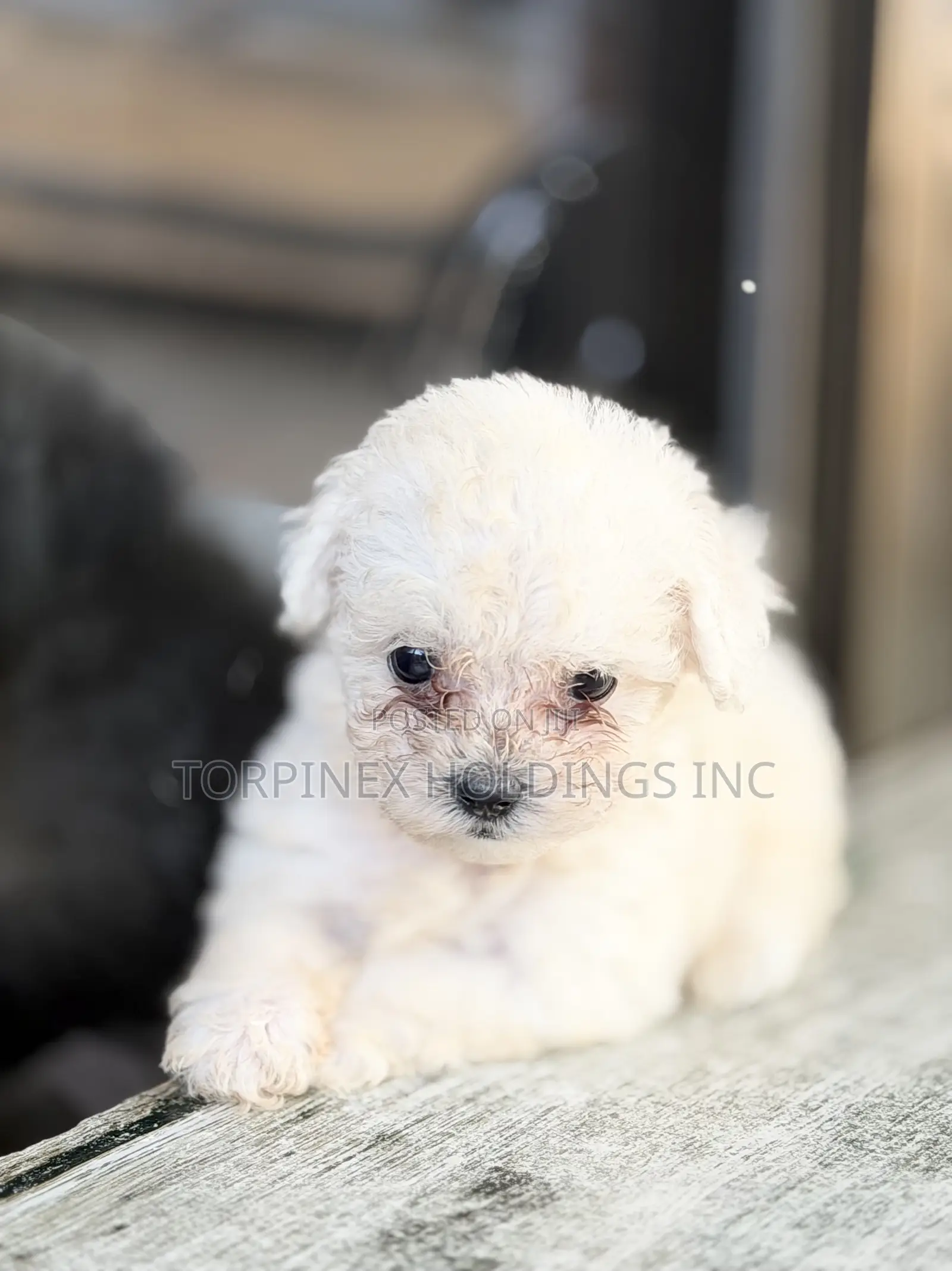1-3 months Female Purebred Poodle