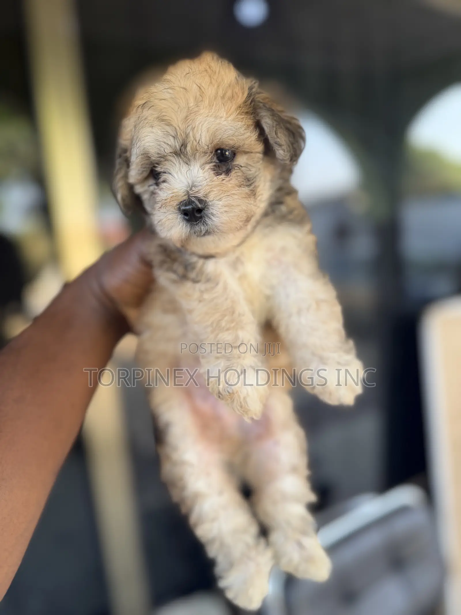 1-3 months Male Purebred Poodle