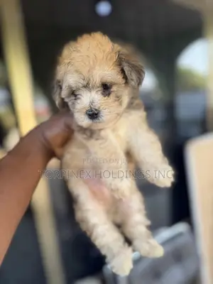 1-3 months Male Purebred Poodle