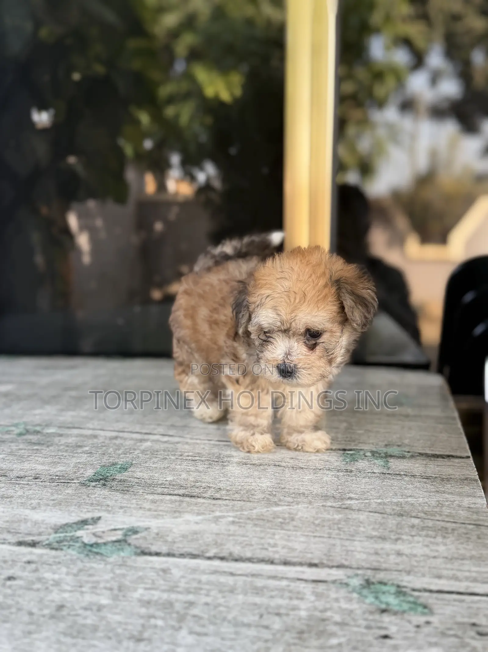 1-3 months Male Purebred Poodle