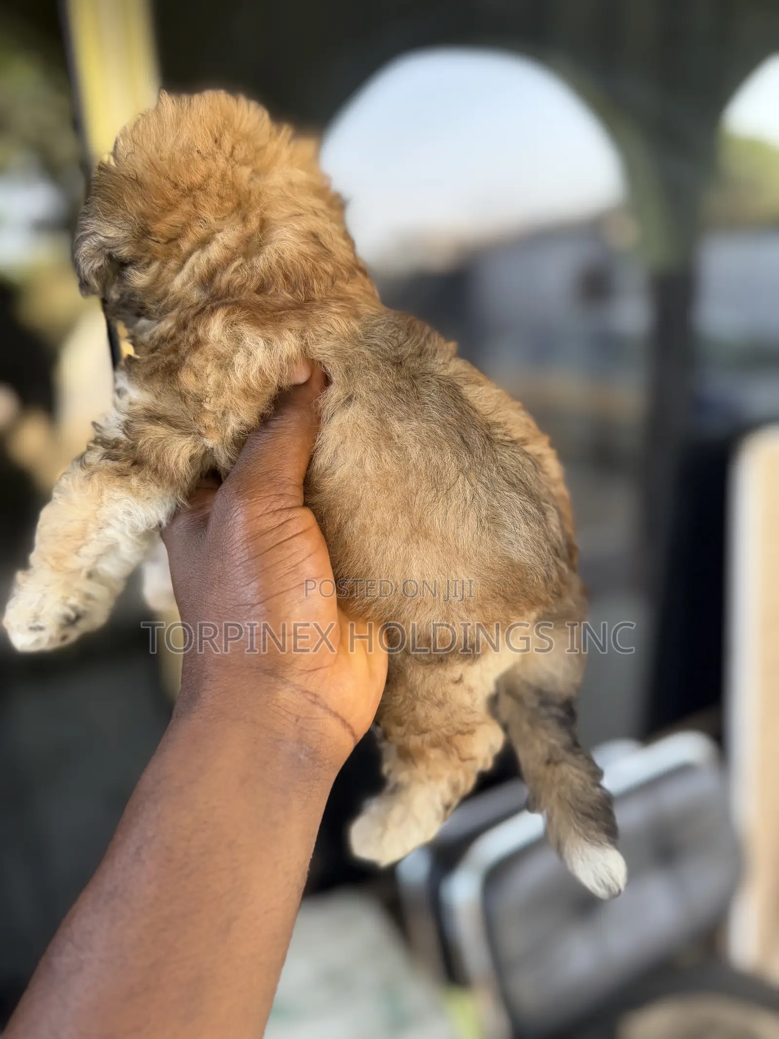 1-3 months Male Purebred Poodle