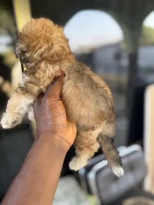 1-3 months Male Purebred Poodle
