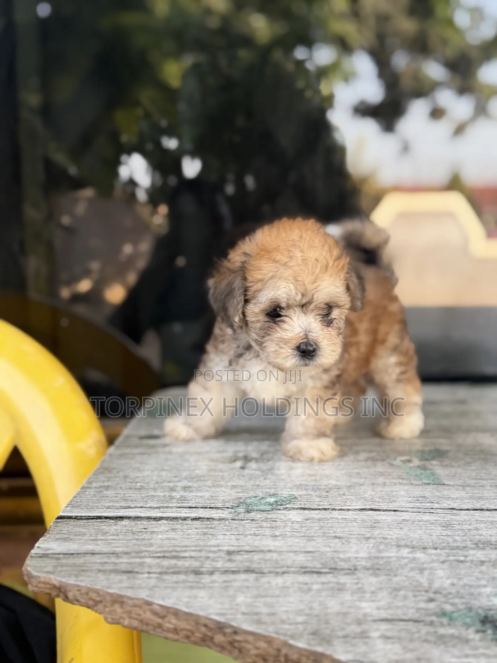 1-3 months Male Purebred Poodle