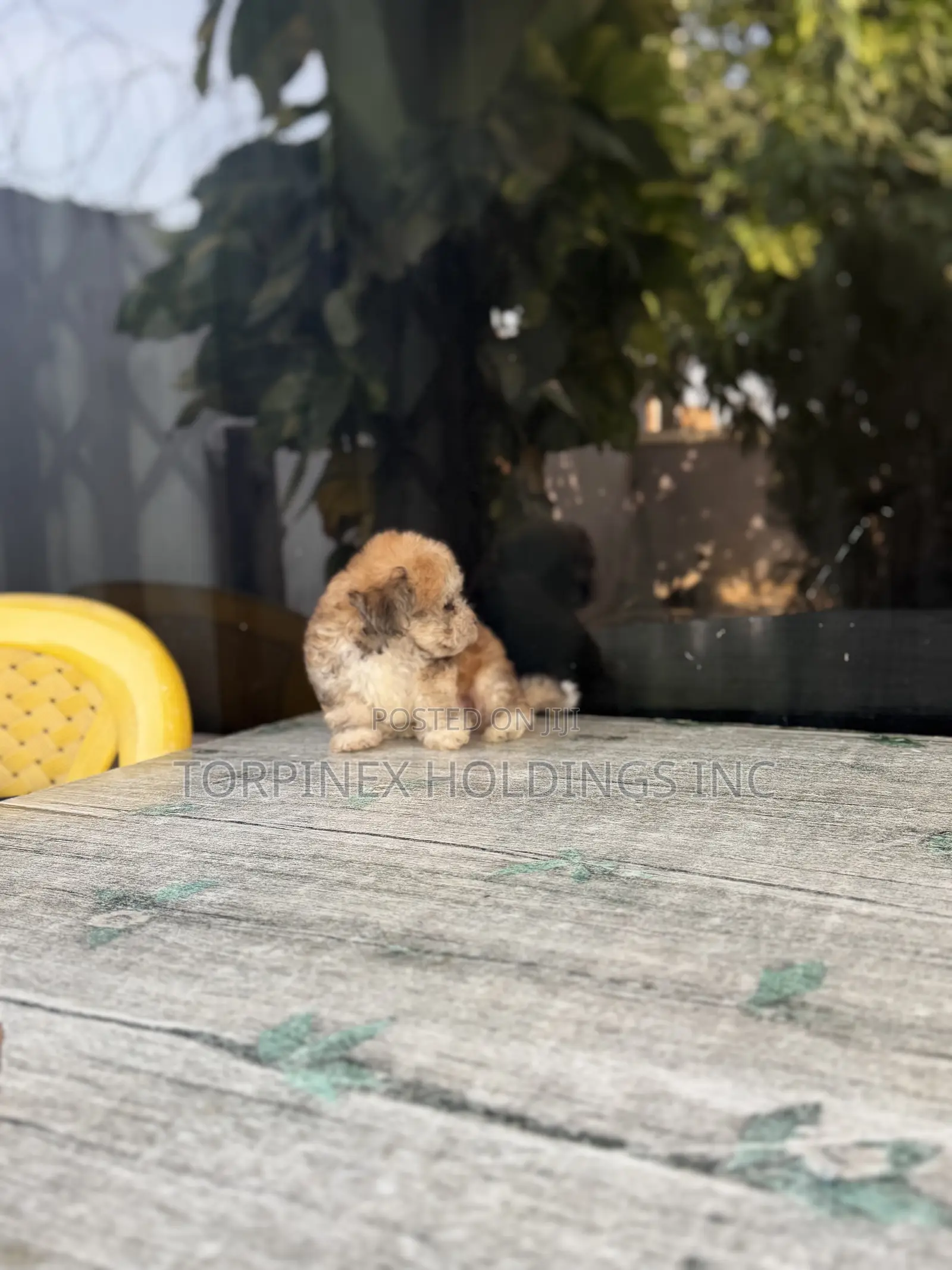 1-3 months Male Purebred Poodle